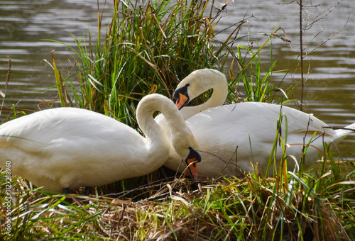 A pair of mute swans sit on a nest in a park in UK.