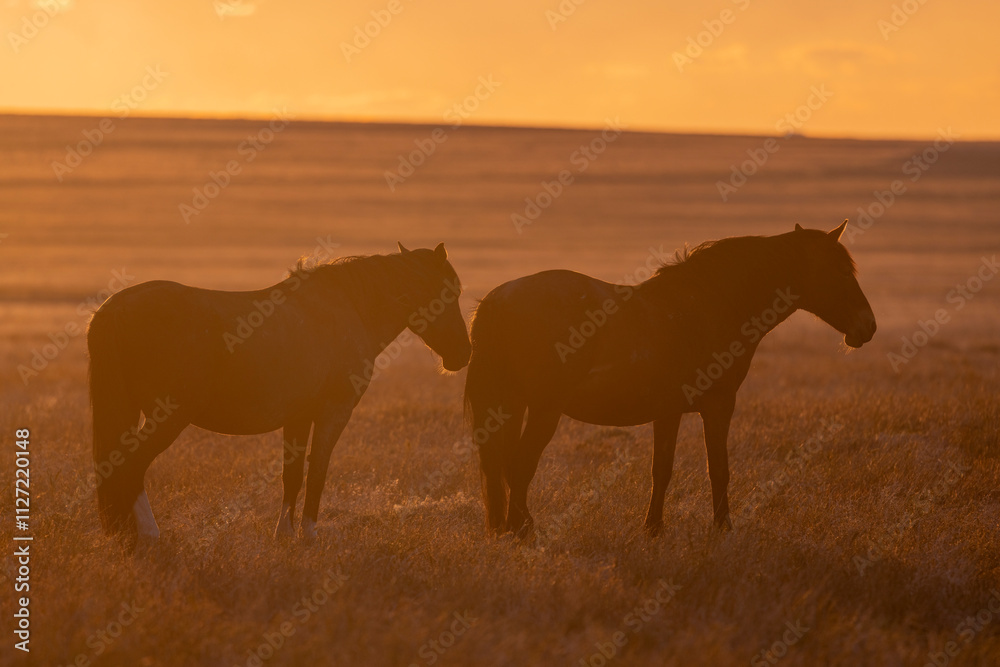 Wild Horses at Sunset in the Utah Desert in Springtime Wild Horses at Sunset in the Utah Desert in Springtime