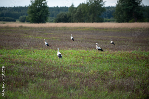 Podlasie, Polska photo