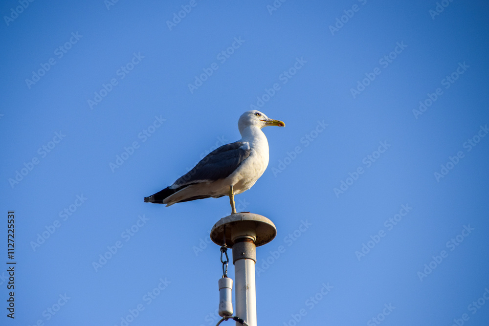 A seagull stands on a flagpole in South of France. A seagull stands on a flagpole in South of France.
