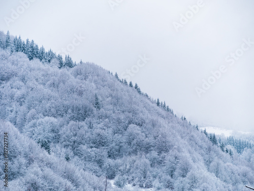 Misty winter Carpathian Mountains view fog landscape. Snowy spruce pine forest in Carpathians. Fir trees with white snow