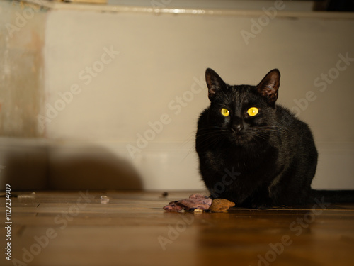 Black cat with toy looks at camera photo