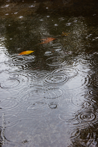 autumn leaves on the water. rain drips into puddles