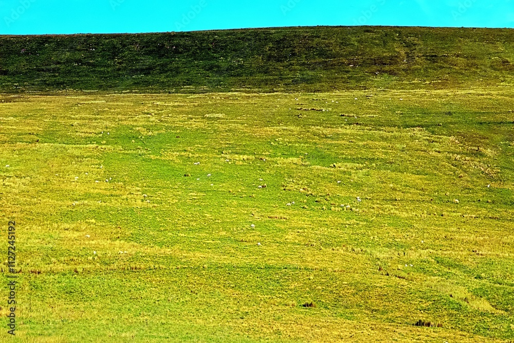 Obraz premium A serene and expansive green meadow stretching towards a distant hill, captured under a vibrant turquoise sky. The landscape exudes tranquility, making it ideal for themes of nature, and solitude.