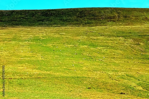 A serene and expansive green meadow stretching towards a distant hill, captured under a vibrant turquoise sky. The landscape exudes tranquility, making it ideal for themes of nature, and solitude. photo