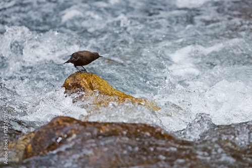 Eine Pallaswasseramsel (cinclus pallasii) sitzt auf einem Stein in einem tosenden Bergbach in den Anden Kolumbiens photo