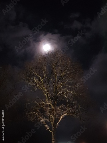 Albero spoglio sotto luna piena photo