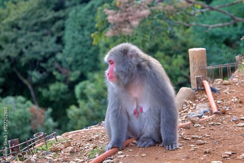 A Japanese macaque, also known as a snow monkey, perches gracefully on a wooden post in a natural environment. The monkey’s red face contrasts beautifully with its thick fur and the lush green forest  photo