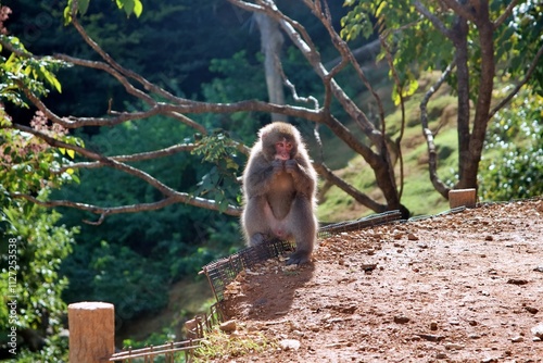 A Japanese macaque, also known as a snow monkey, perches gracefully on a wooden post in a natural environment. The monkey’s red face contrasts beautifully with its thick fur and the lush green forest  photo