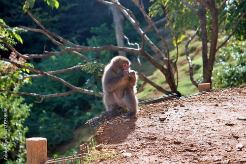 A Japanese macaque, also known as a snow monkey, perches gracefully on a wooden post in a natural environment. The monkey’s red face contrasts beautifully with its thick fur and the lush green forest  photo