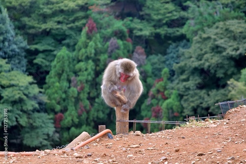 A Japanese macaque, also known as a snow monkey, perches gracefully on a wooden post in a natural environment. The monkey’s red face contrasts beautifully with its thick fur and the lush green forest  photo