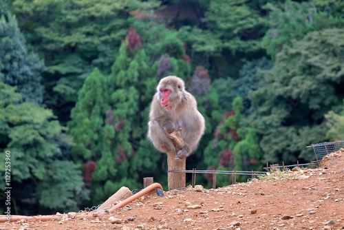 A Japanese macaque, also known as a snow monkey, perches gracefully on a wooden post in a natural environment. The monkey’s red face contrasts beautifully with its thick fur and the lush green forest  photo