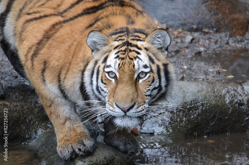 Siberian tiger