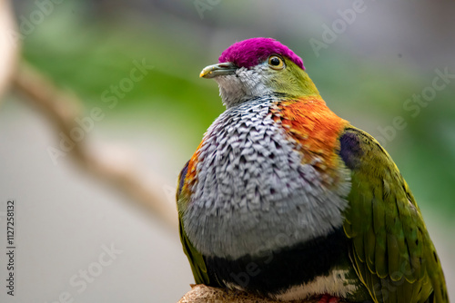 The Superb Fruit Dove (Ptilinopus superbus), also known as the Purple-Crowned Fruit Dove.  photo