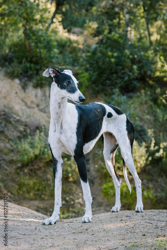 A sleek greyhound with striking black and white markings stands tall among lush greenery. The sunlit background enhances the dog's elegant posture, showcasing its athletic build.