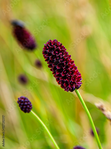 Großer Wiesenknopf. Wiesen Blume, Blüte, Gras. Lateinisch Sanguisorba officinalis L.. AUs der Familie der Rosaceae photo