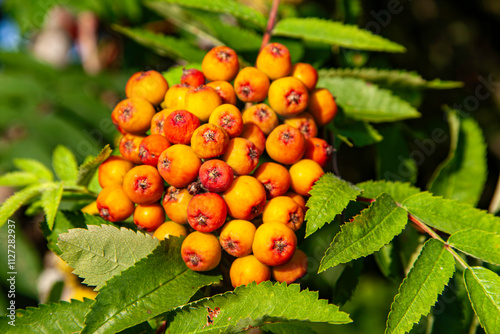 Früchte der Eberesche in Orange Rot. Lateinisch Sorbus aucuparia L. aus der Familie der Rosaceae