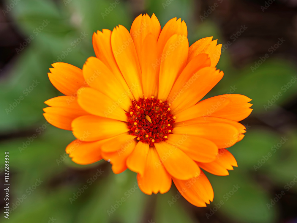 Orange farbene Ringelblume. Lateinisch Calendula officinalis L. aus der Familie der Asteraceae Orange farbene Ringelblume. Lateinisch Calendula officinalis L. aus der Familie der Asteraceae