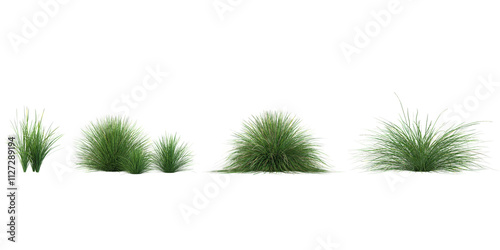 set of Festuca grass on transparent background photo