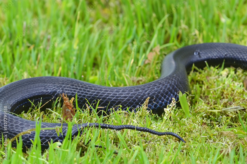 Obraz premium Black snake laying in the grass. Snake crawling on green lawn. A green lawn with a dark smooth snake lying on it. A dark green and smooth snake lies on lifestyle a lawn.
