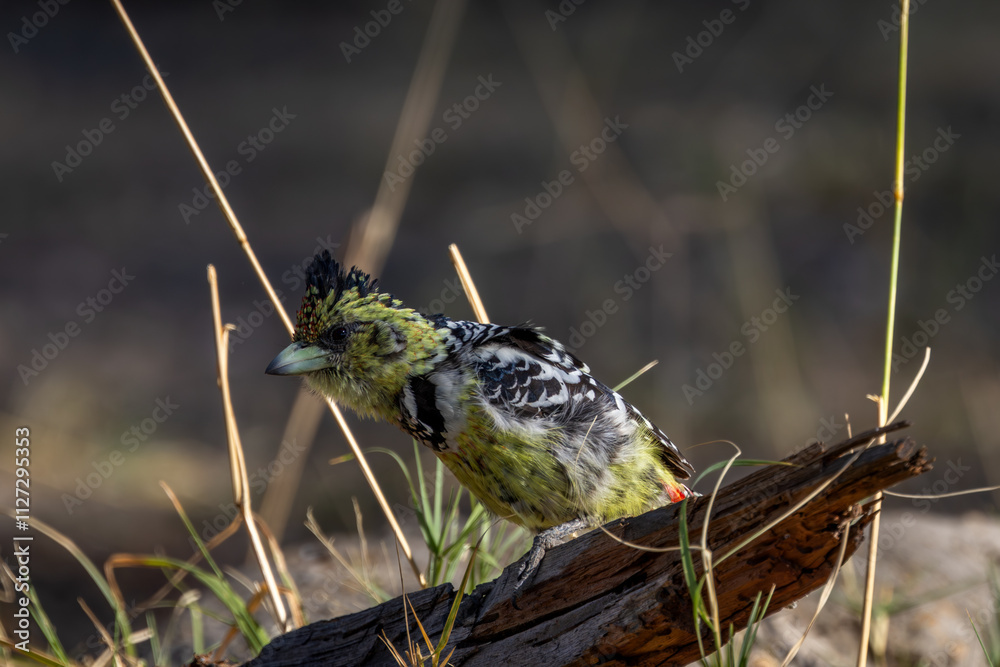 Obraz premium Crested barbet 