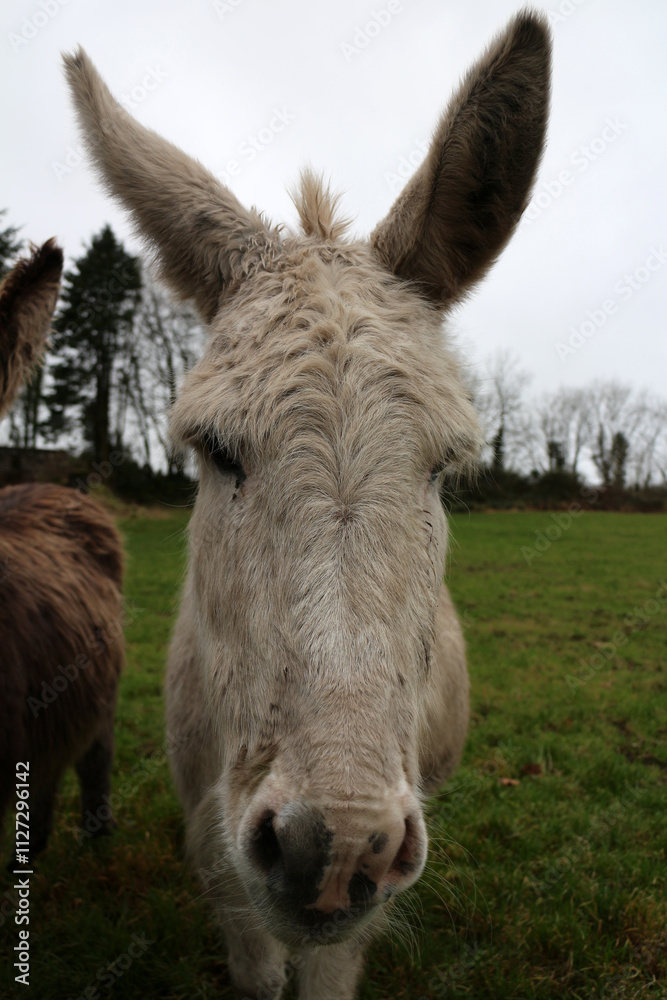 Donkey - Equus africanus asinus Donkey - Equus africanus asinus