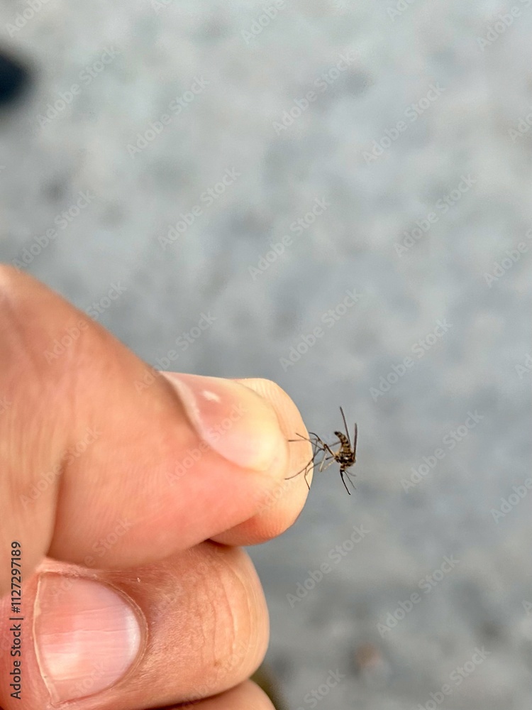 Obraz premium An insect in the hand, a mosquito