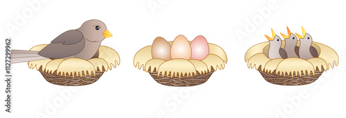 Set Stages of hatching chicks. Three pictures about the process of hatching chicks - a bird sits on a nest, a nest with eggs and a nest with small chicks - vector full-color pictures about birds.	