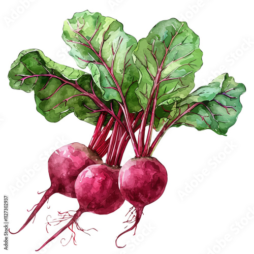 A watercolor of beetroot roots, isolated on a white background. Beetroot roots vector.