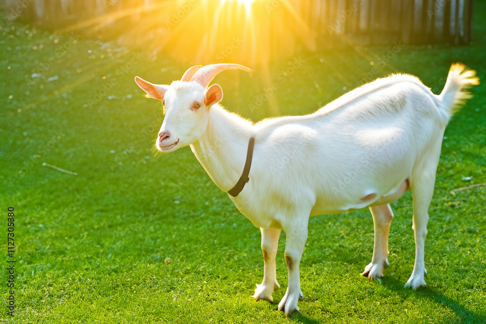Goat standing in a grassy field. Goats and other animals in a green field. Horned goat standing in a field. Goat standing in a field lifestyle with green horns. Goat standing in a grassy field. Goats and other animals in a green field. Horned goat standing in a field. Goat standing in a field lifestyle with green horns.