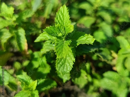 close up of mint