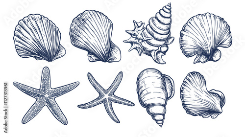 Minimalist seashells png illustration collection. Art for greeting cards, wedding invitations, poster design, postcards, branding, logo design, transparent background