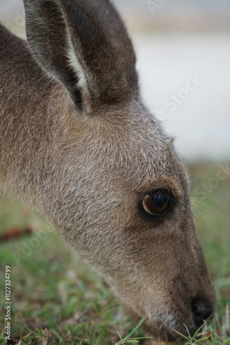 CANGURO AUSTRALIA FOTOGRAFIA ANIMAL