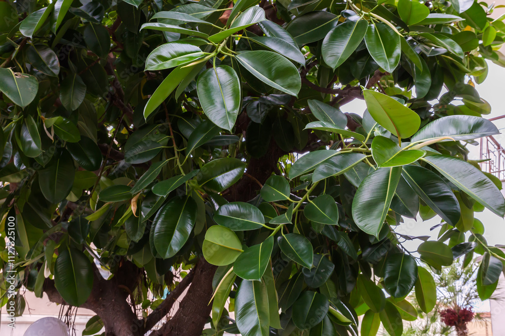 Part of Ficus elastica with young leaves in public garden Part of Ficus elastica with young leaves in public garden