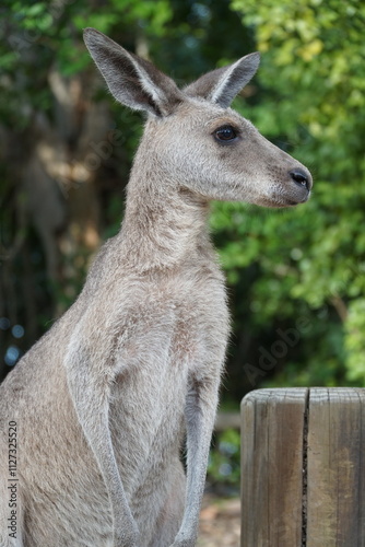 CANGURO AUSTRALIA FOTOGRAFIA ANIMAL