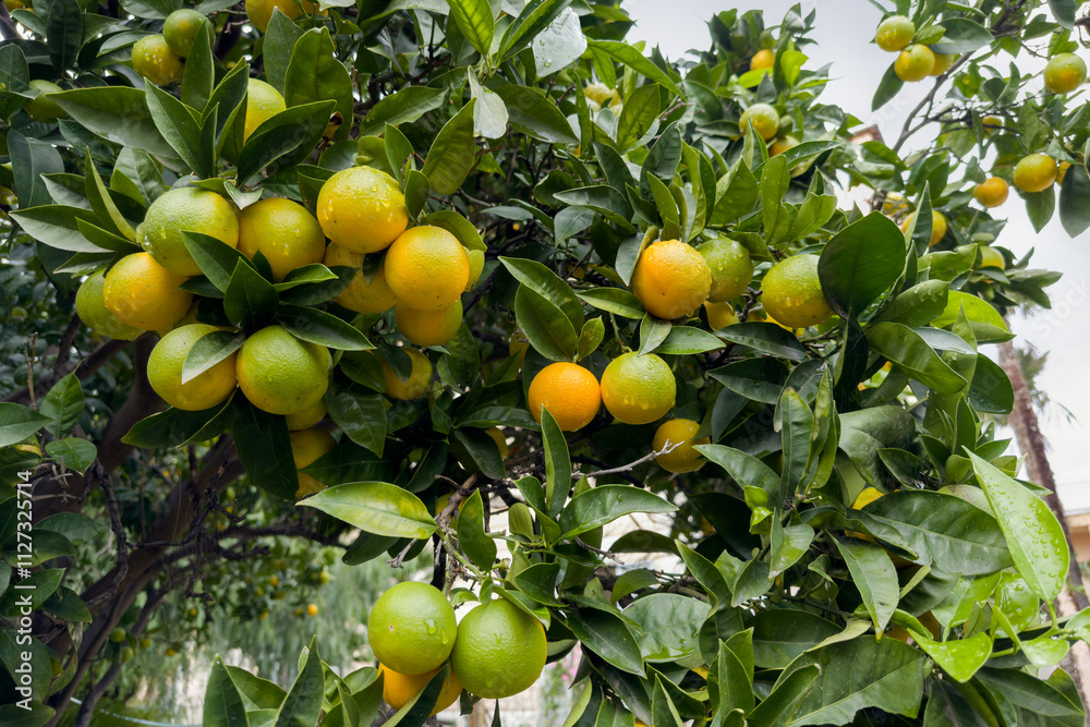 Part of tangerine tree with ripening fruits after a rain Part of tangerine tree with ripening fruits after a rain