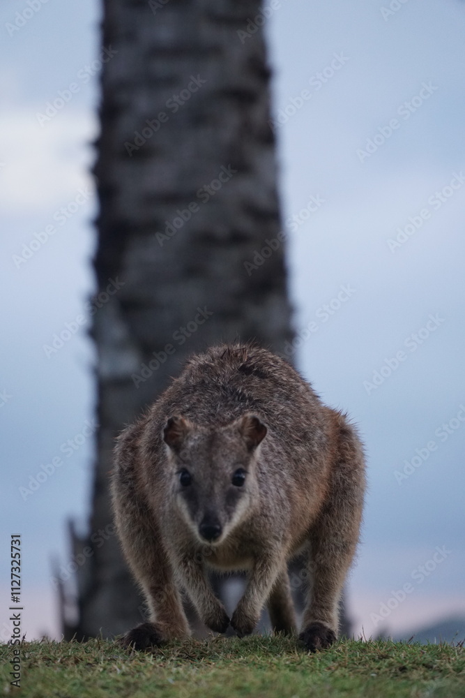 Obraz premium CANGURO AUSTRALIA FOTOGRAFIA ANIMAL
