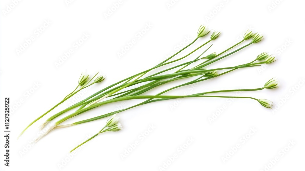 Fresh chive herbs isolated on white background for culinary and gardening applications Fresh chive herbs isolated on white background for culinary and gardening applications