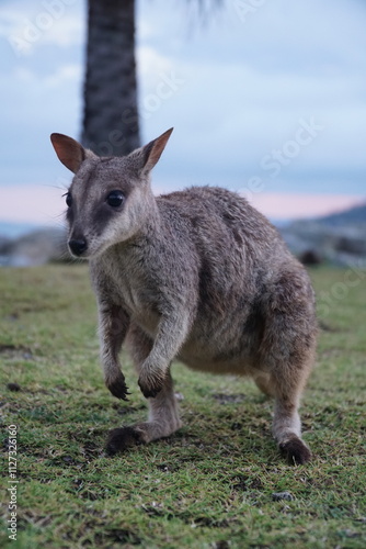 CANGURO AUSTRALIA FOTOGRAFIA ANIMAL