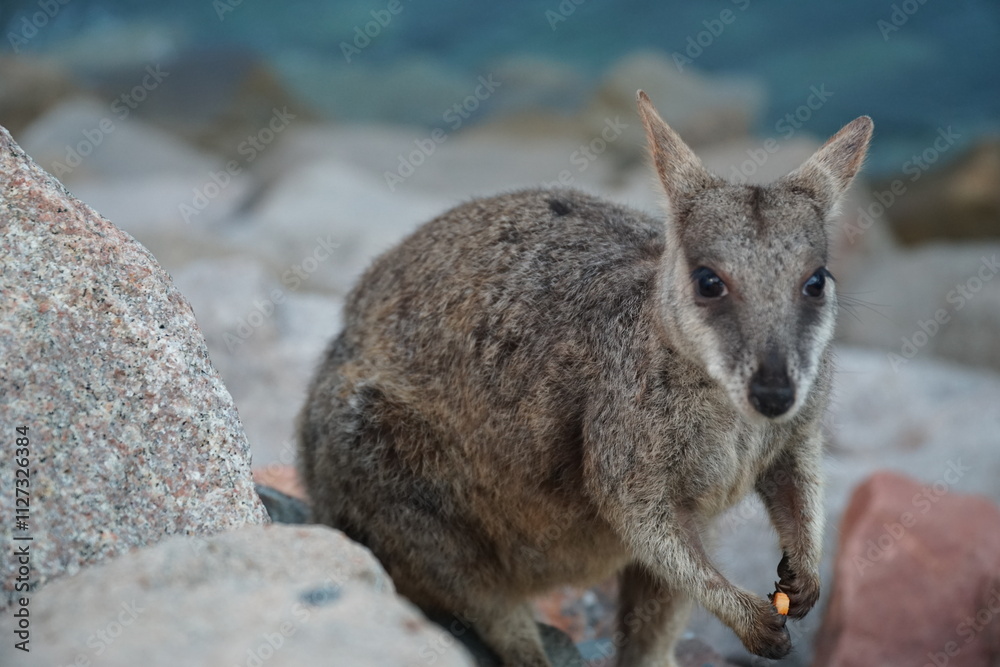 Naklejka premium CANGURO AUSTRALIA FOTOGRAFIA ANIMAL
