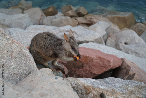 CANGURO AUSTRALIA FOTOGRAFIA ANIMAL