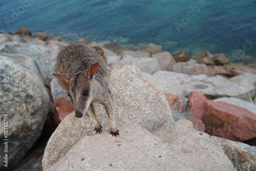 CANGURO AUSTRALIA FOTOGRAFIA ANIMAL