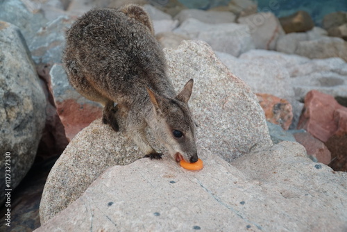 CANGURO AUSTRALIA FOTOGRAFIA ANIMAL