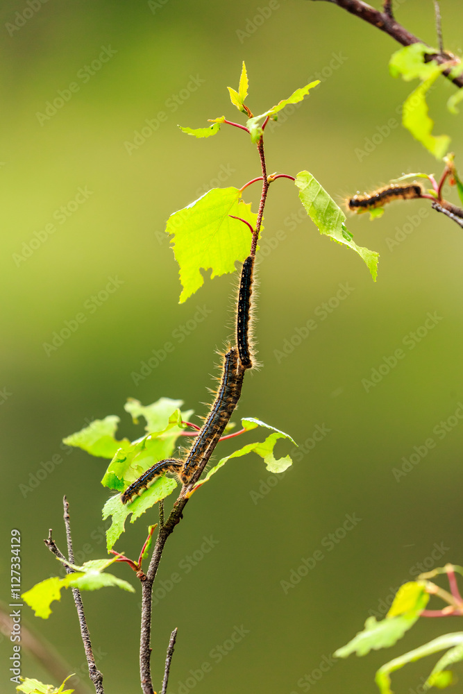 A leafy branch with a few caterpillars on it A leafy branch with a few caterpillars on it