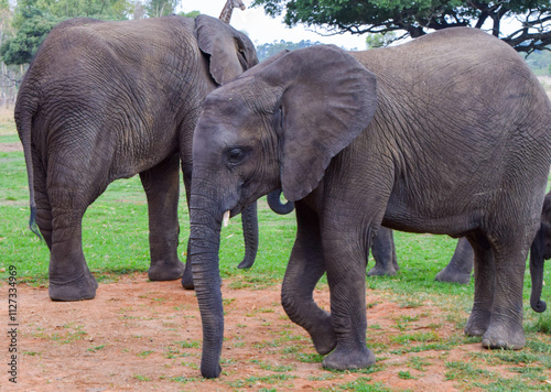 Canvas Print Young African elephants in a wildlife sanctuary in Zimbabwe