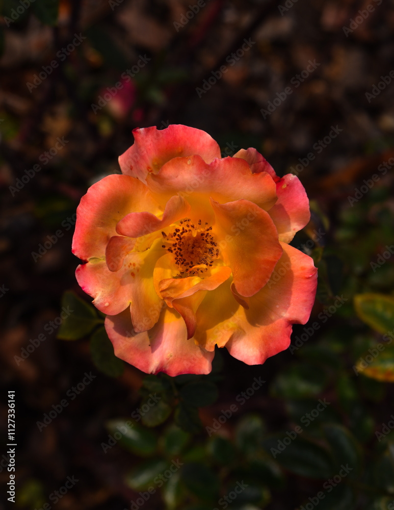 Pink and Yellow Rose with Greenery Pink and Yellow Rose with Greenery