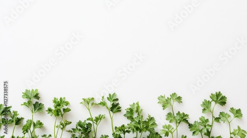 Fresh parsley arranged neatly on a clean white background highlighting its vibrant green color and natural texture for culinary purposes.