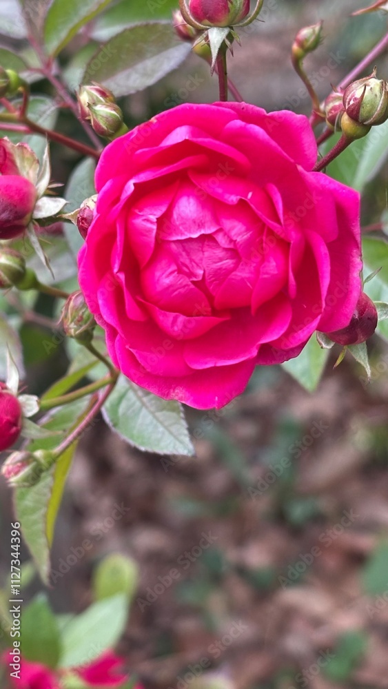 custom made wallpaper toronto digitalFragrant red rose. Looks perfect.