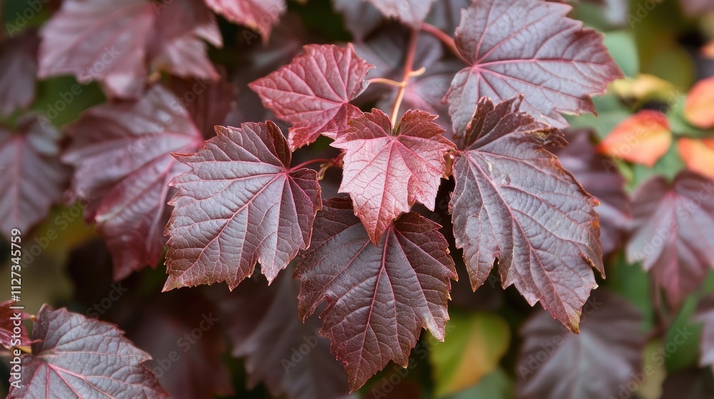 Obraz premium Burgundy Leafed Spring Bush Captured in Beautiful Italian Garden