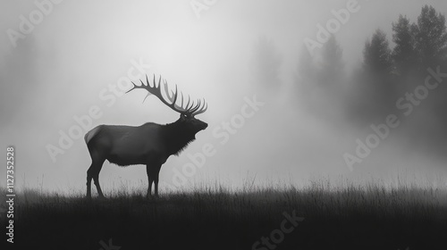 Majestic Rocky Mountain Elk Bull Silhouetted in Ethereal Morning Mist Over Lush Grassland and Forest Background photo